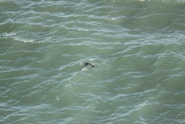 Missing Picture